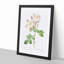 Damask Rose in White & Pink by Pierre-Joseph Redoute - Picture Frame Painting Print-55491031-55491032