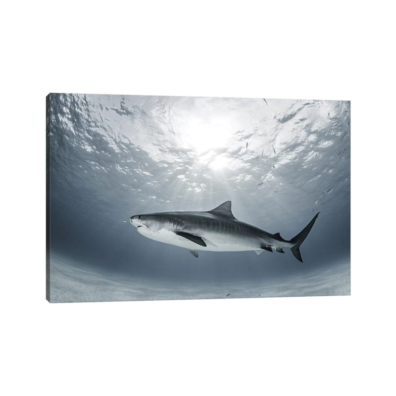 Tiger Rays by Ken Kiefer - Wrapped Canvas Gallery-Wrapped Canvas Giclée, 101.6 cm H x 66.04 cm W x 1.91 cm D