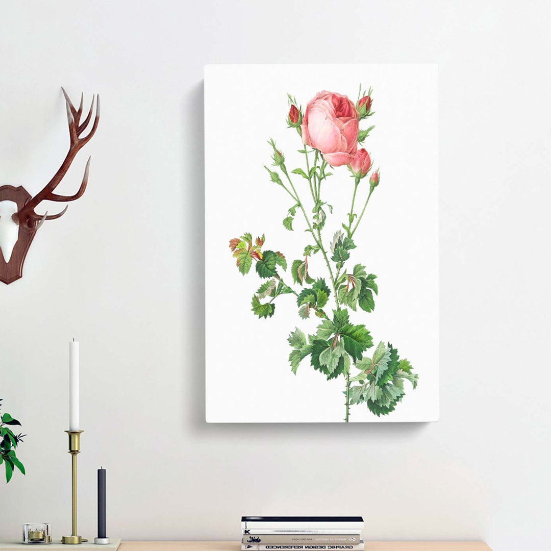 Pink Rosebush In Bloom by Pierre-Joseph Redoute - Wrapped Canvas