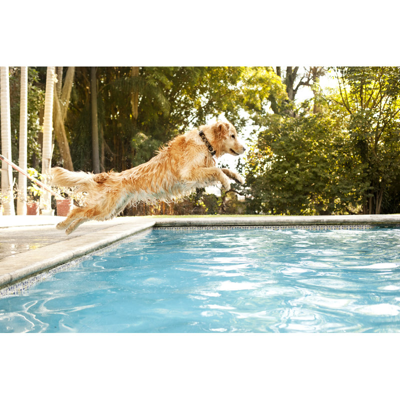 Dog Jumping Into Pool by Orbon Alija - No Frame Art Prints on Canvas, 30cm H x 46cm W