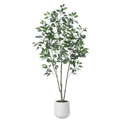 Agostino 84" Ficus Tree in Pot