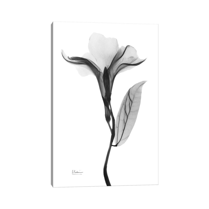 Pleasant Oleander I by Albert Koetsier - Wrapped Canvas Print, 101.6 cm H x 66.04 cm W x 3.175 cm D