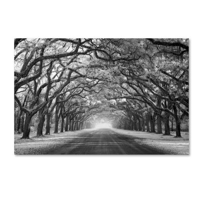 Wrapped Canvas Wall Art - Mike Jones Photo 'Wormsloe Inf Light' Wall Art for Living Room, Bedroom, or Office Décor - 12x19