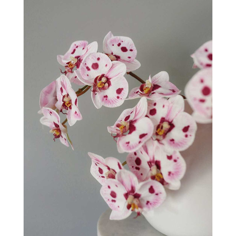 Pink Spotted Phalaenopsis Orchid 22”, White, 23" H x 3" W