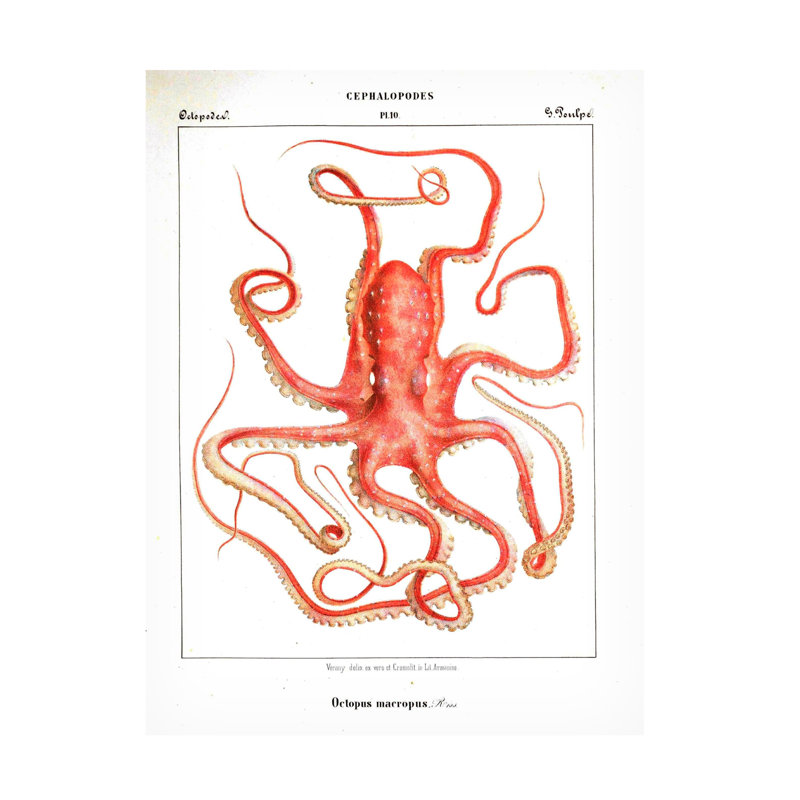 Art sur toile Marcus Jules Octopus 1876, H 14 po x l 19 po