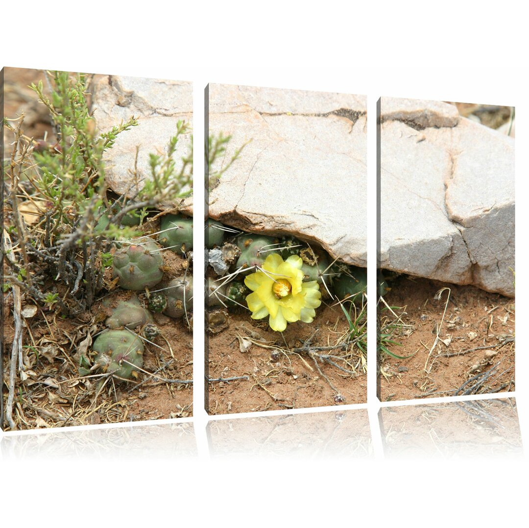 3-tlg. Leinwandbilder-Set „Kakteen mit gelber Blüte“, Fotodruck