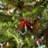 50.5' 100-Light String Lights-31889556