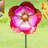 Manos Metal Plants & Flowers Garden Stake