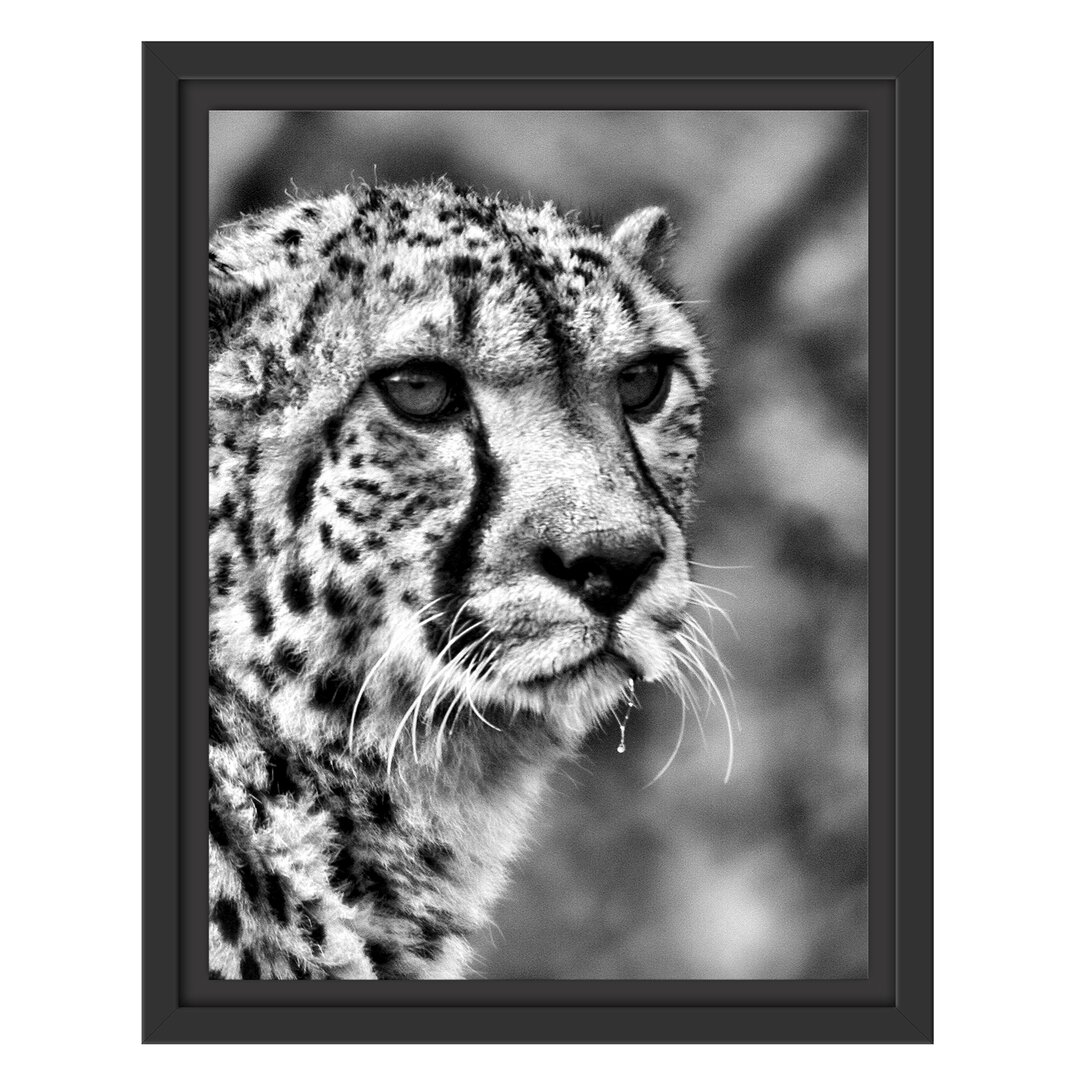 Gerahmtes Wandbild bildschöner Gepard