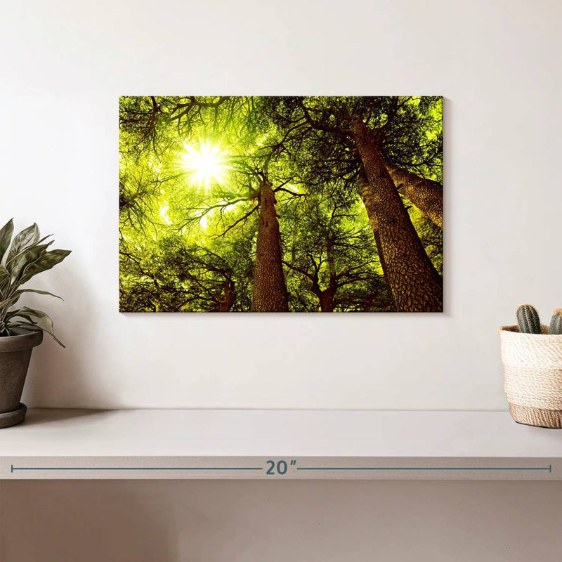 Harnek Sunlit Cedar Forest, 8" H x 12" W