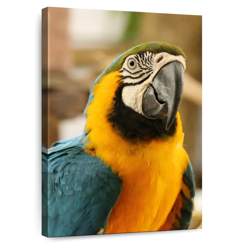 Brampt Exotic Macaw, 30" H x 20" W