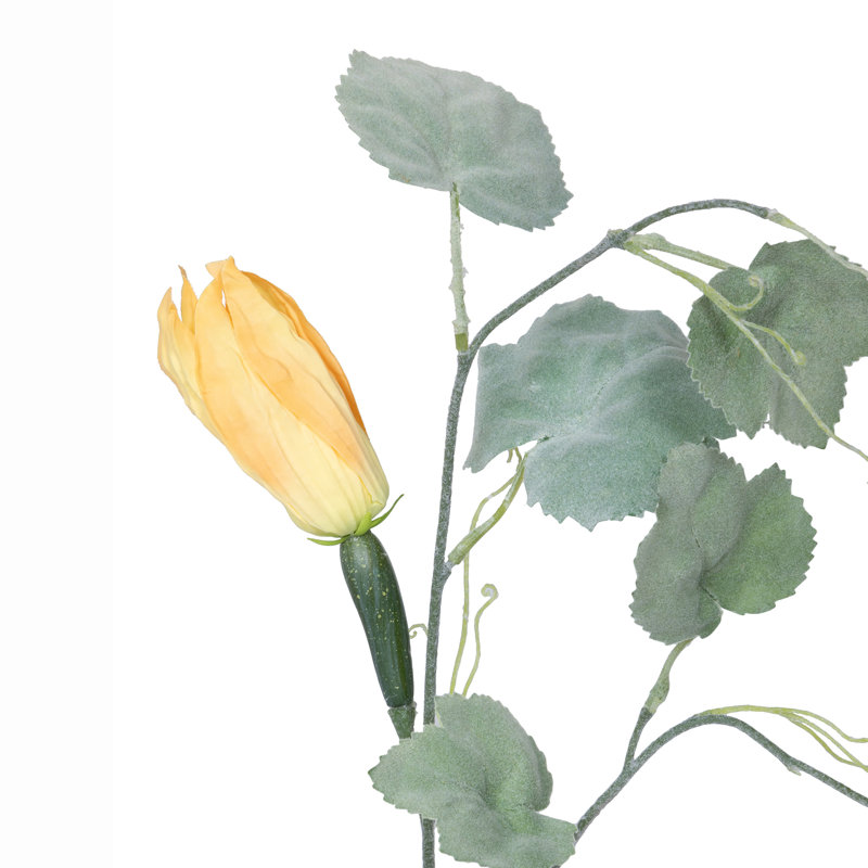 Squash Vine Stem