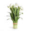 Peony Tulip Drop-In-478499453