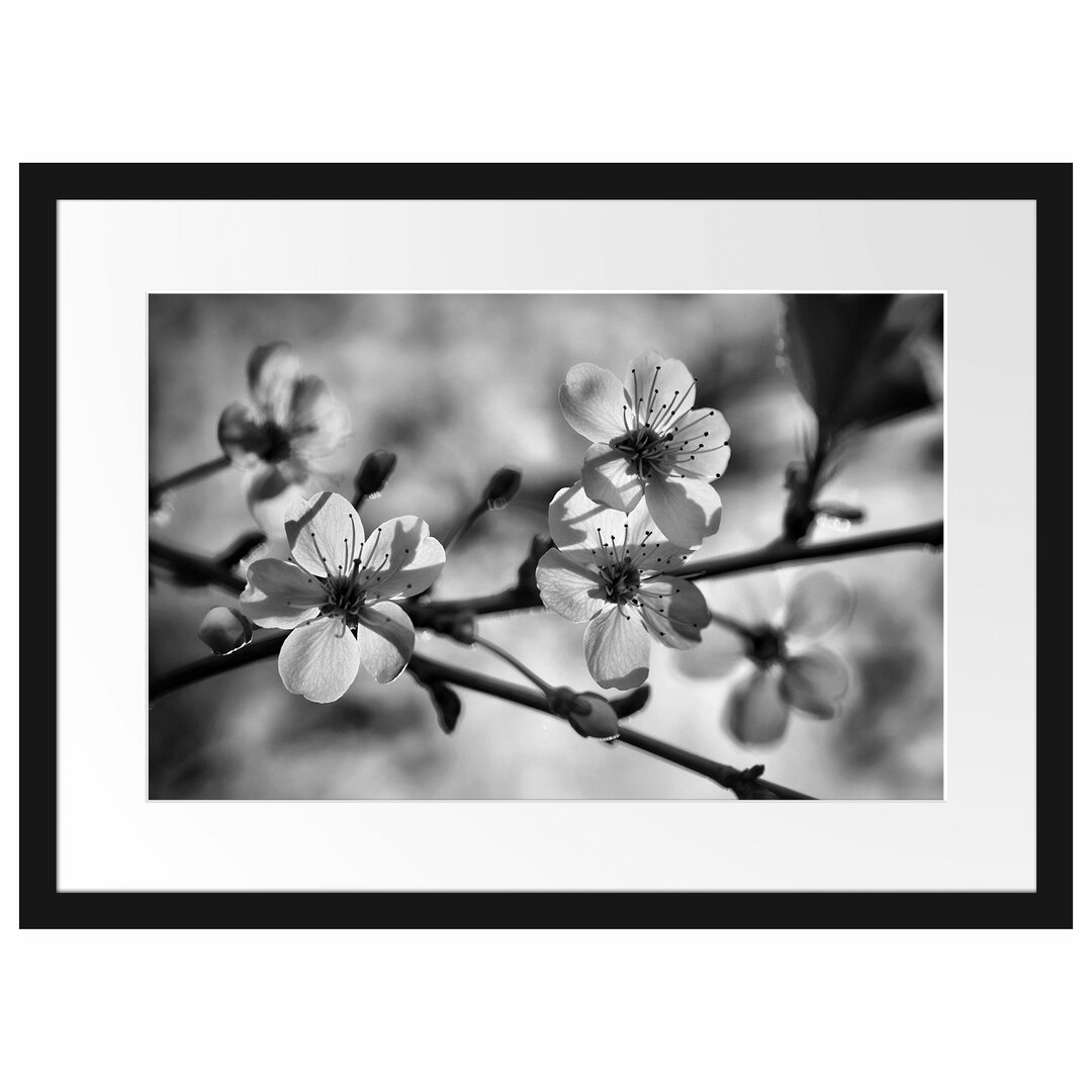 Gerahmtes Poster Weiße Blüten im Sonnenlicht