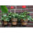 Flowerpot Holder 3 Pots