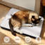Grattoir mural pour chat