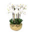Orchid Arrangement In Vase-1278500913