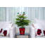 1.5' Fresh Cut Christmas Tree