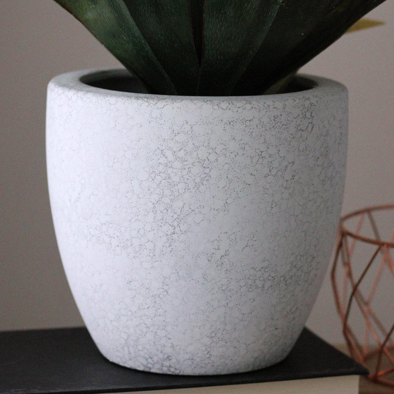 Agave verte en pot 13 po