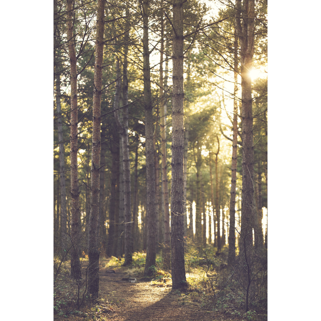 Sonnenlicht durch Bäume von HowardOates - Leinwandbild