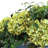 Nadeau Hydrangea Centerpiece in Decorative Pot