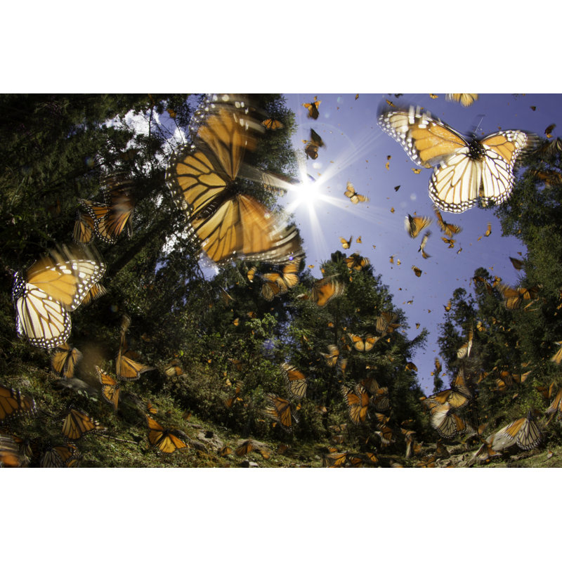 Papillon monarque - Photographie sur toile tendue, L 30 po x H 20 po