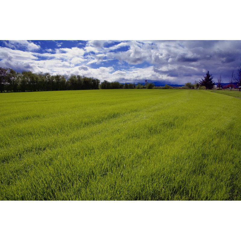 Spring ryegrass, 30cm H x 46cm W