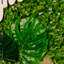 Tapis fleur
