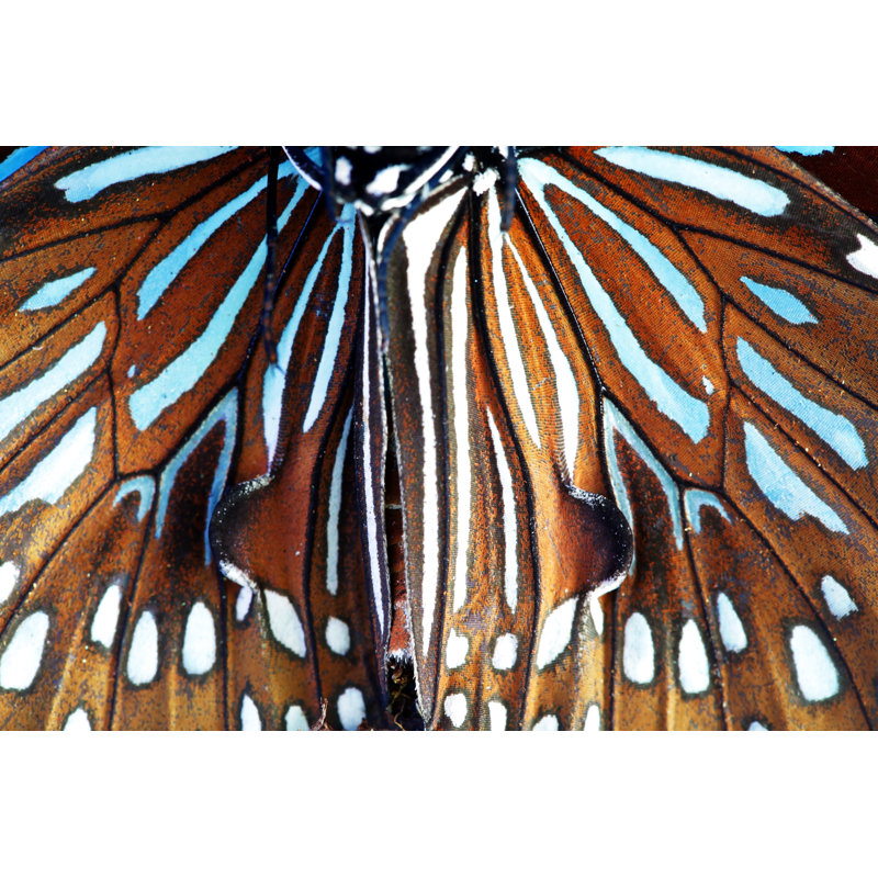 Voshell Beautiful Butterfly Wing - Wrapped Canvas Print, 30cm H x 46cm W x 3.8cm D