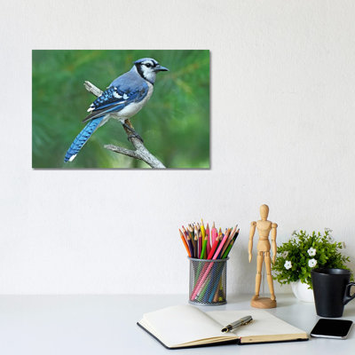 " Blue Jay " by Brian Wolf
