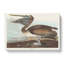 A Brown Pelican by John James Audubon - Wrapped Canvas-55368069