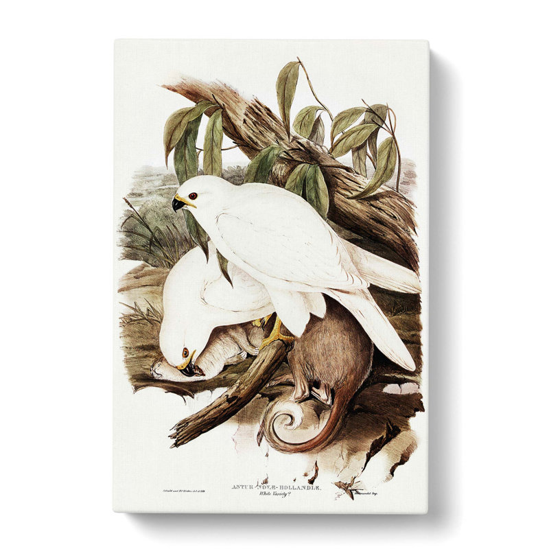 White Goshawks by Elizabeth Gould - Wrapped Canvas Painting, 76cm H x 50cm W x 3cm D