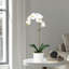 Orchid Arrangement In Pot-2037520808-2037520823