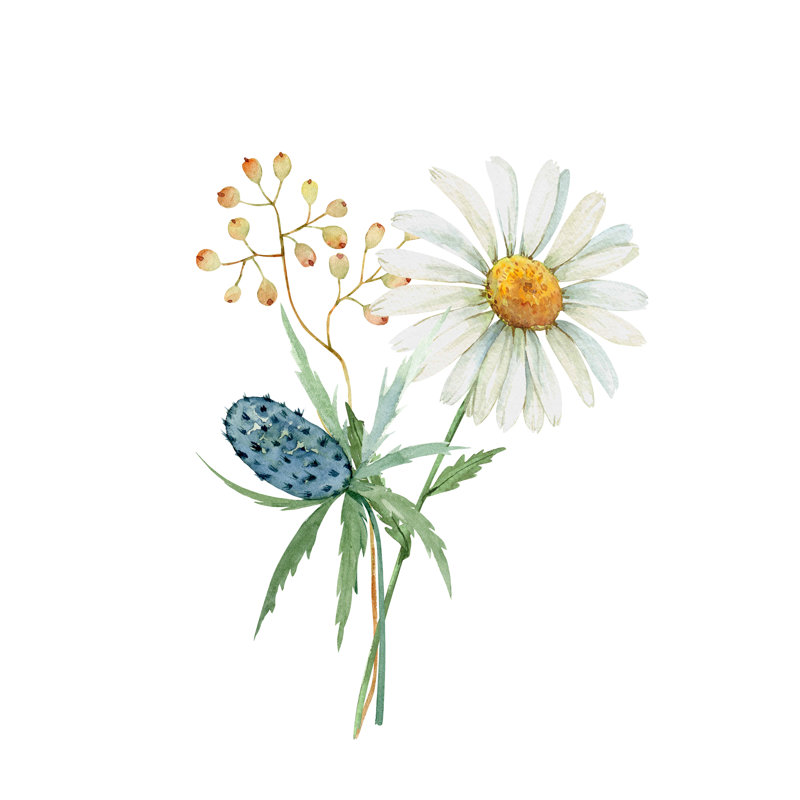 Amoll Delicate Bouquet With White Color Chamomile Watercolor Illustration, Hand Painted - Wrapped Canvas Print