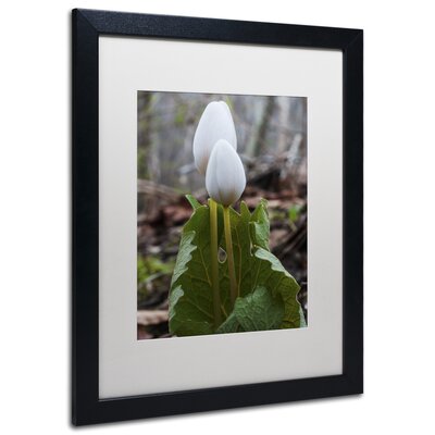 Bloodroot Wildflower Framed Photographic Print -  Red Barrel Studio®, RDBS4605 30968500