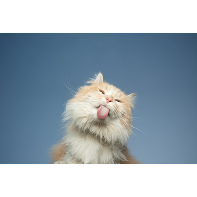 Chat léchant - Photographie sur toile tendue
