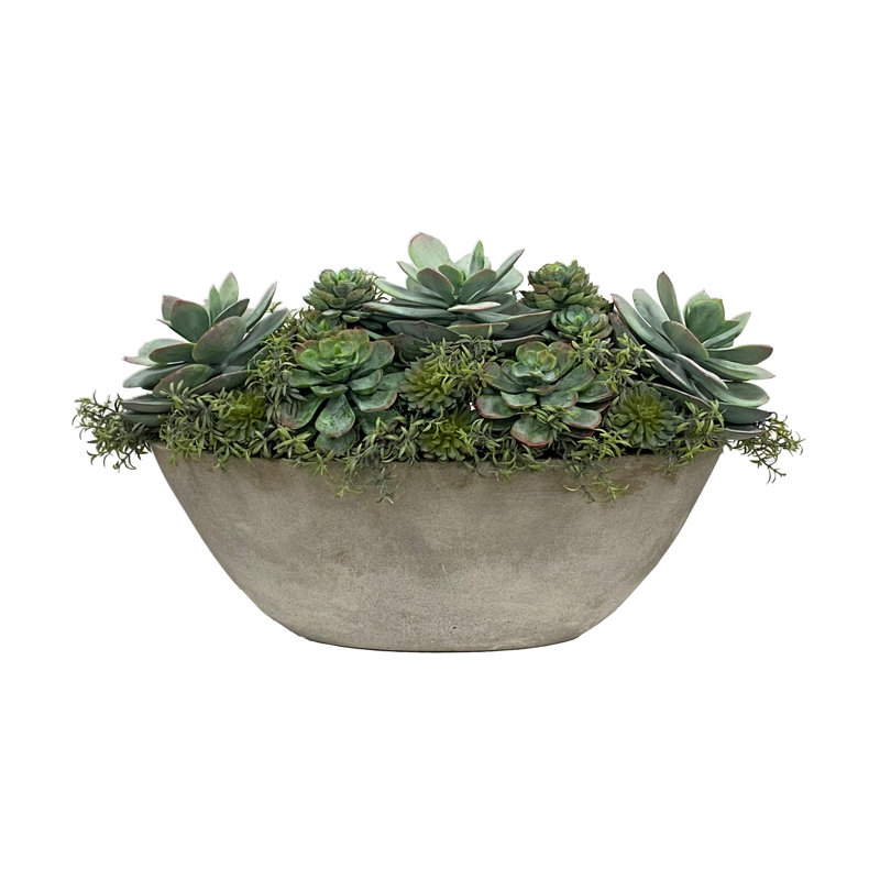 SUCCULENT IN OVAL PLANTER
