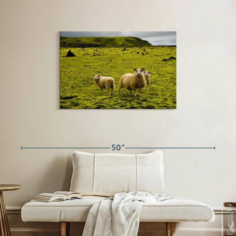 Crowle Icelandic Sheep