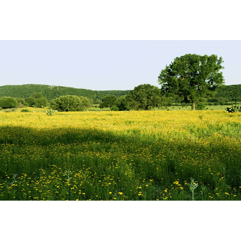 Shelbourne Texas Hill Country Pasture - Imprimé, H 8 po x l 12 po