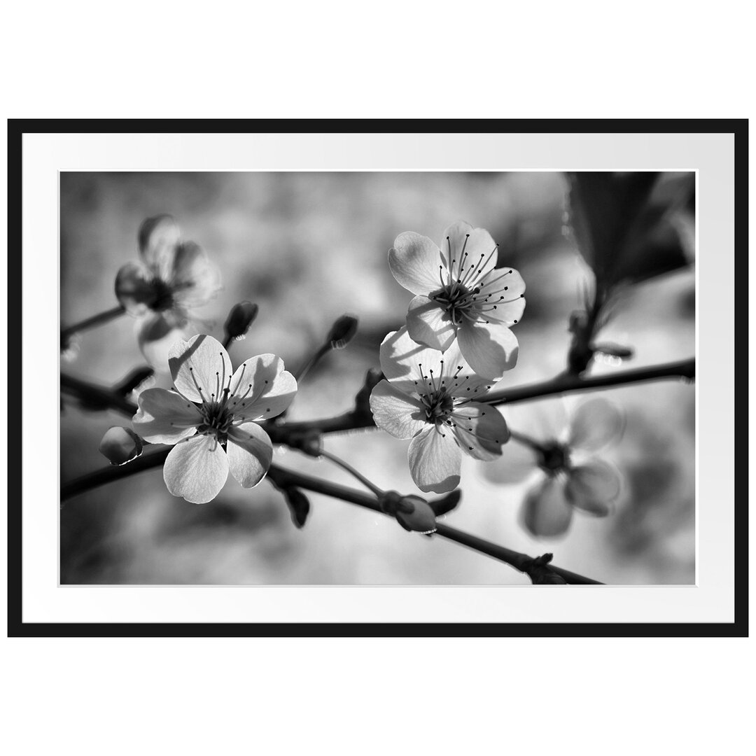 Gerahmtes Poster Weiße Blüten im Sonnenlicht