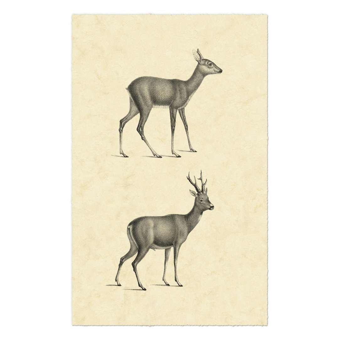 Leinwandbild Vintage Deer I