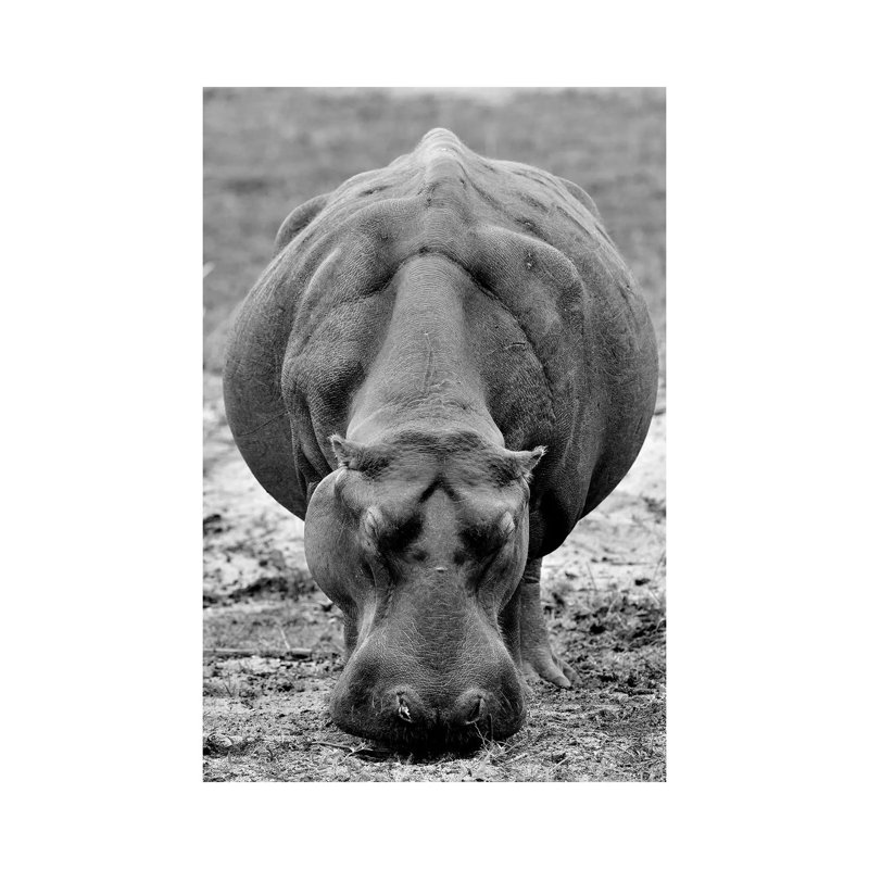 Grasing Hippo by Elmar Weiss - Wrapped Canvas Print, 66.04 cm H x 45.72 cm W