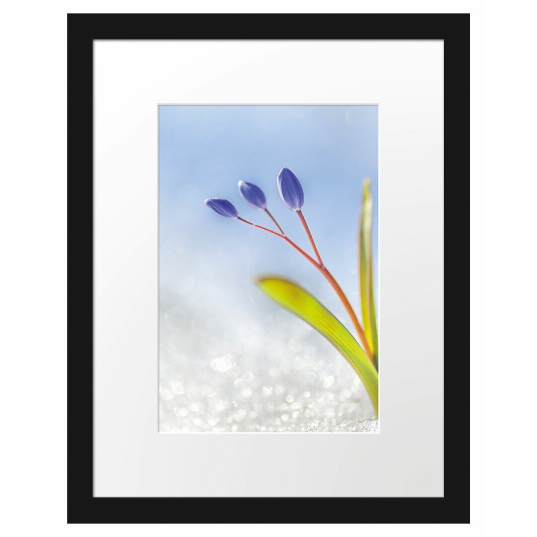 Gerahmtes Poster Blaue Knospen im Schnee