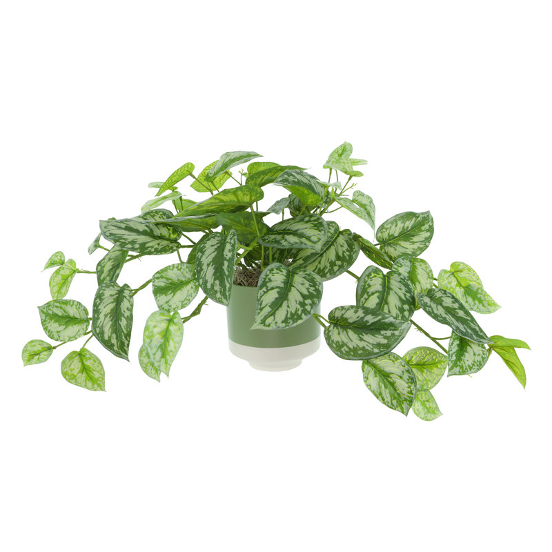 Scindapsus en pot en céramique
