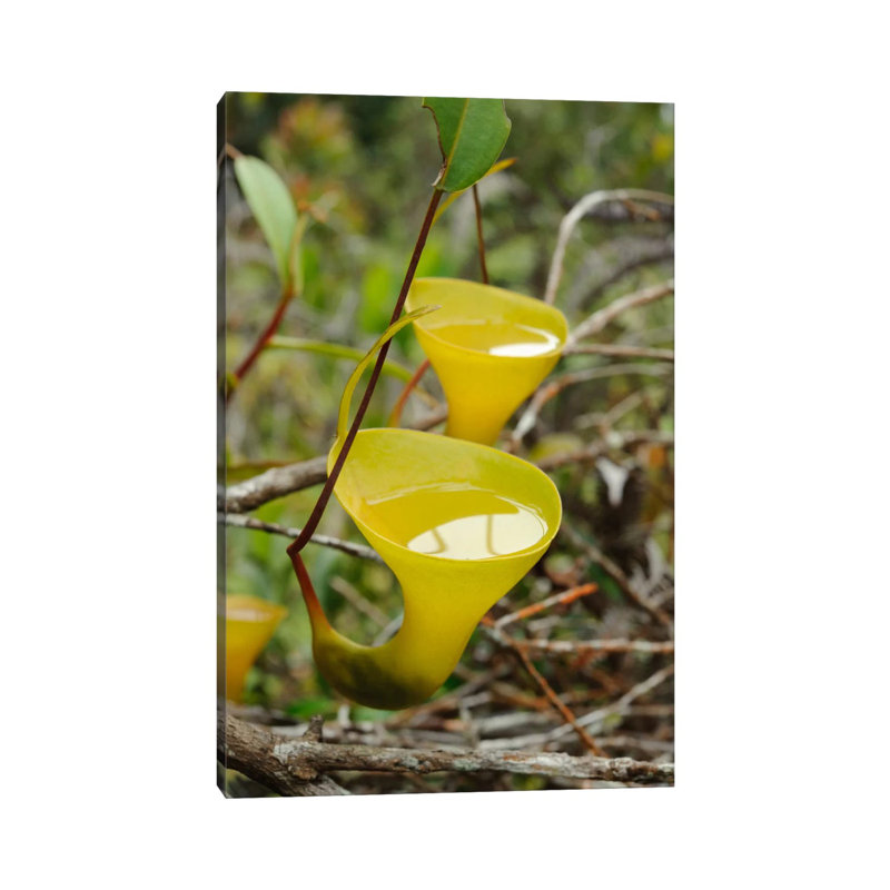 Ch'ien Lee - Wrapped Canvas Print, 101.6 cm H x 66.04 cm W x 3.175 cm D