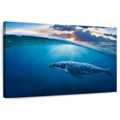 Aletra Whale Underwater