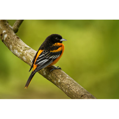 Baltimore Oriole par Phototrip - Photographie sur toile tendue