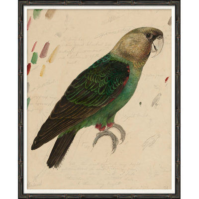 «Green Parrot», reproduction d'impression encadrée