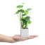 25cm Faux Plant in Cement Pot