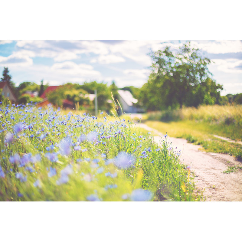 Cornflower [Centaurea Cyanus] By The Way by Rike_ - Print, 30cm H x 46cm W